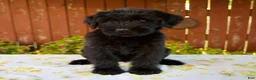 Giant Schnauzer dogs for sale: Roxann - Ad 4