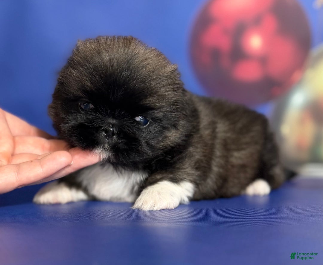 Pekingese dogs for sale: AKC DNA OFA Pudding - Ad 7