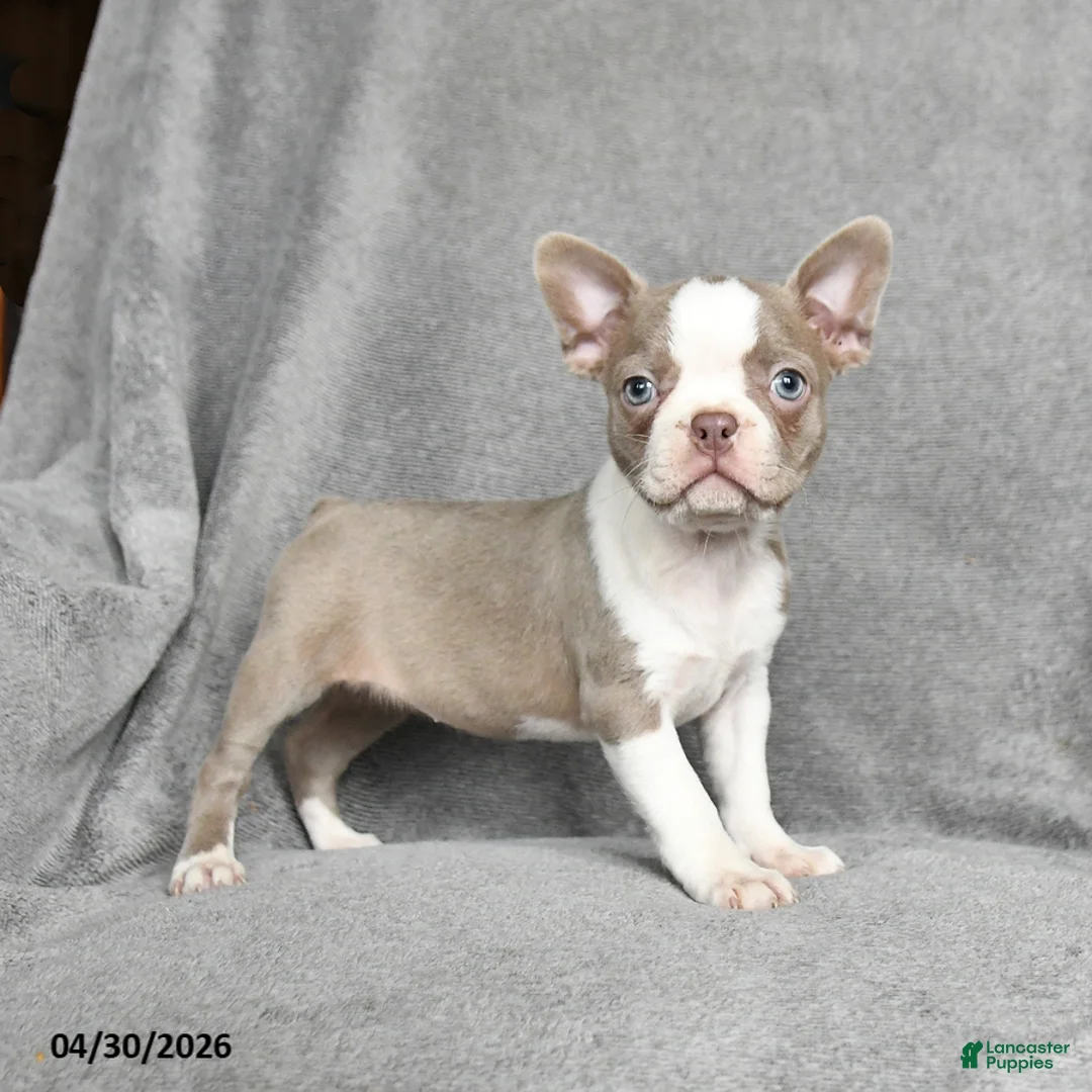 Boston Terrier dogs for sale: Tiffany - Ad 1