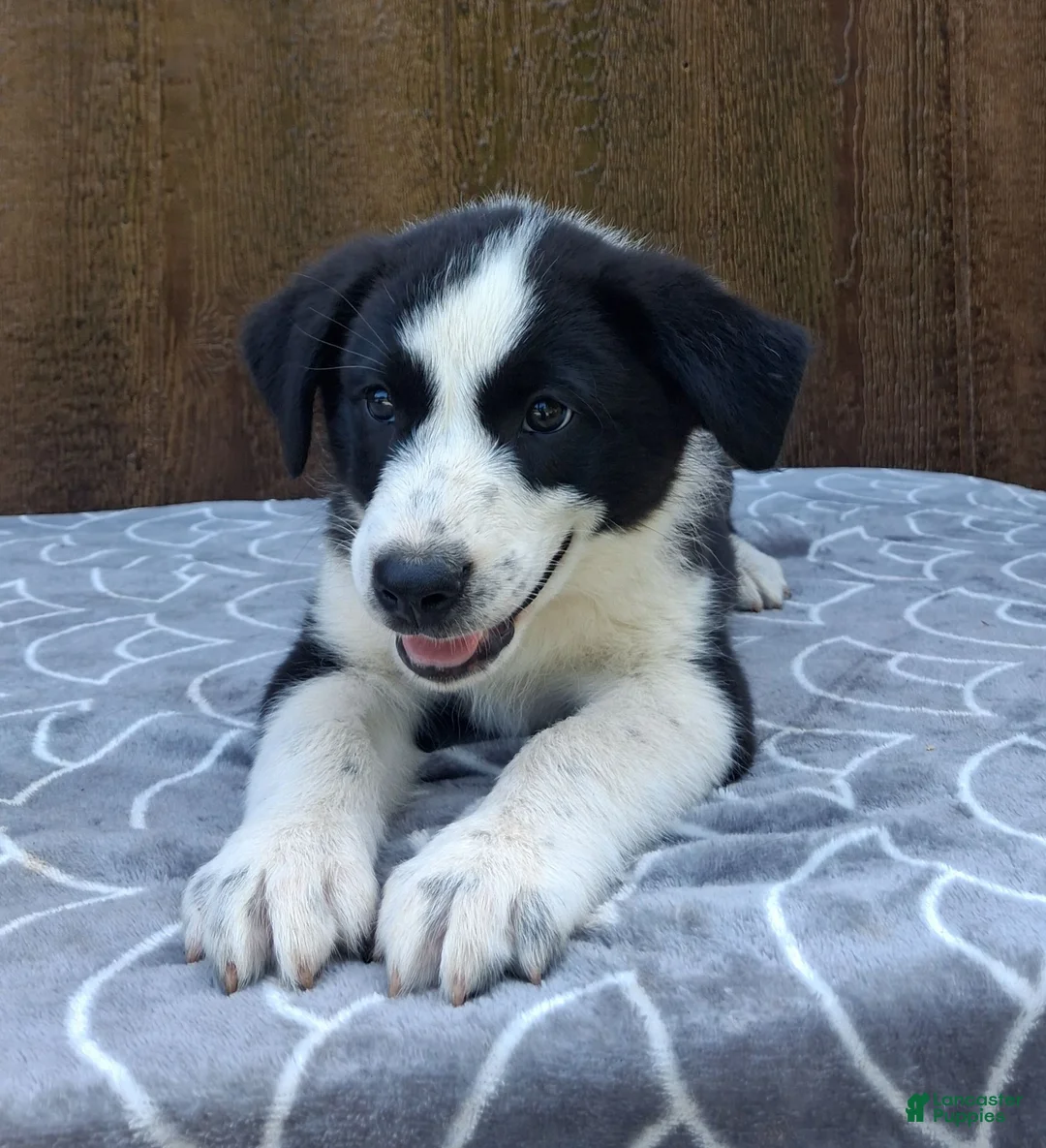 Australian Shepherd dogs for sale: Australian Shepherd 4 - Ad 1