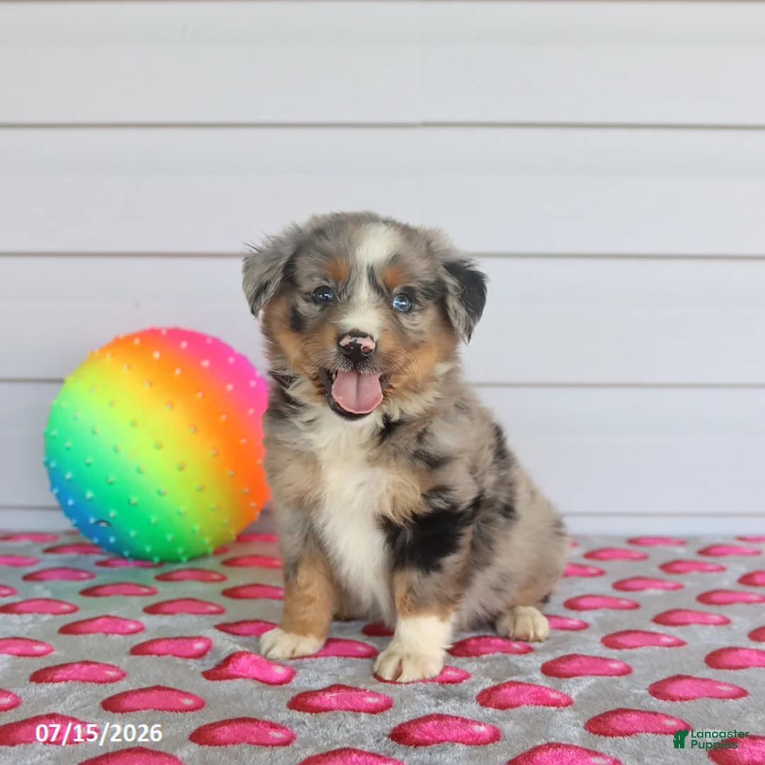 Miniature Australian Shepherd dogs for sale: Archie - Ad 2
