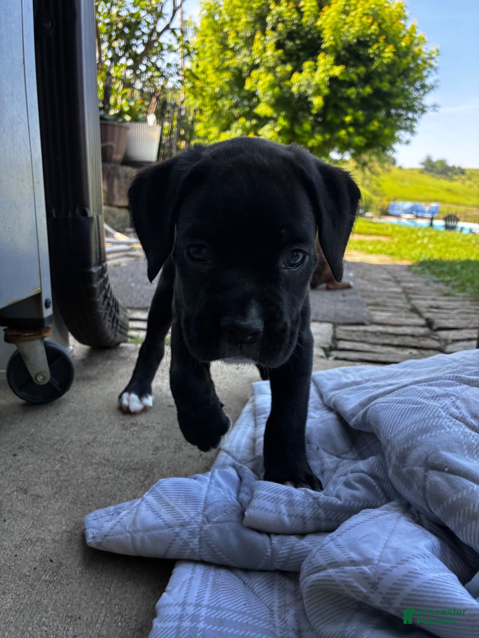 Boxer dogs Boxer 1 - Ad 5