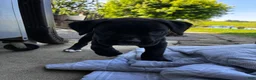 Boxer dogs for sale: Boxer 1 - Ad 1