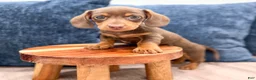 Miniature Dachshund dogs for sale: Cocoa - Ad 2