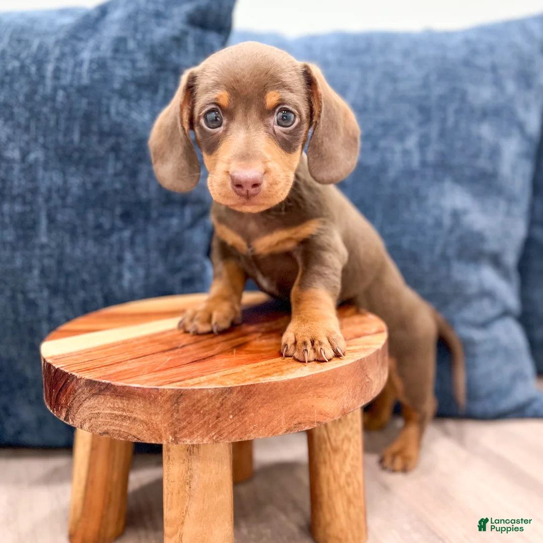 Miniature Dachshund dogs for sale: Cocoa - Ad 2