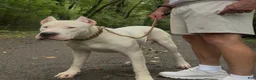 Dogo Argentino dogs for sale: Green male  - Ad 11