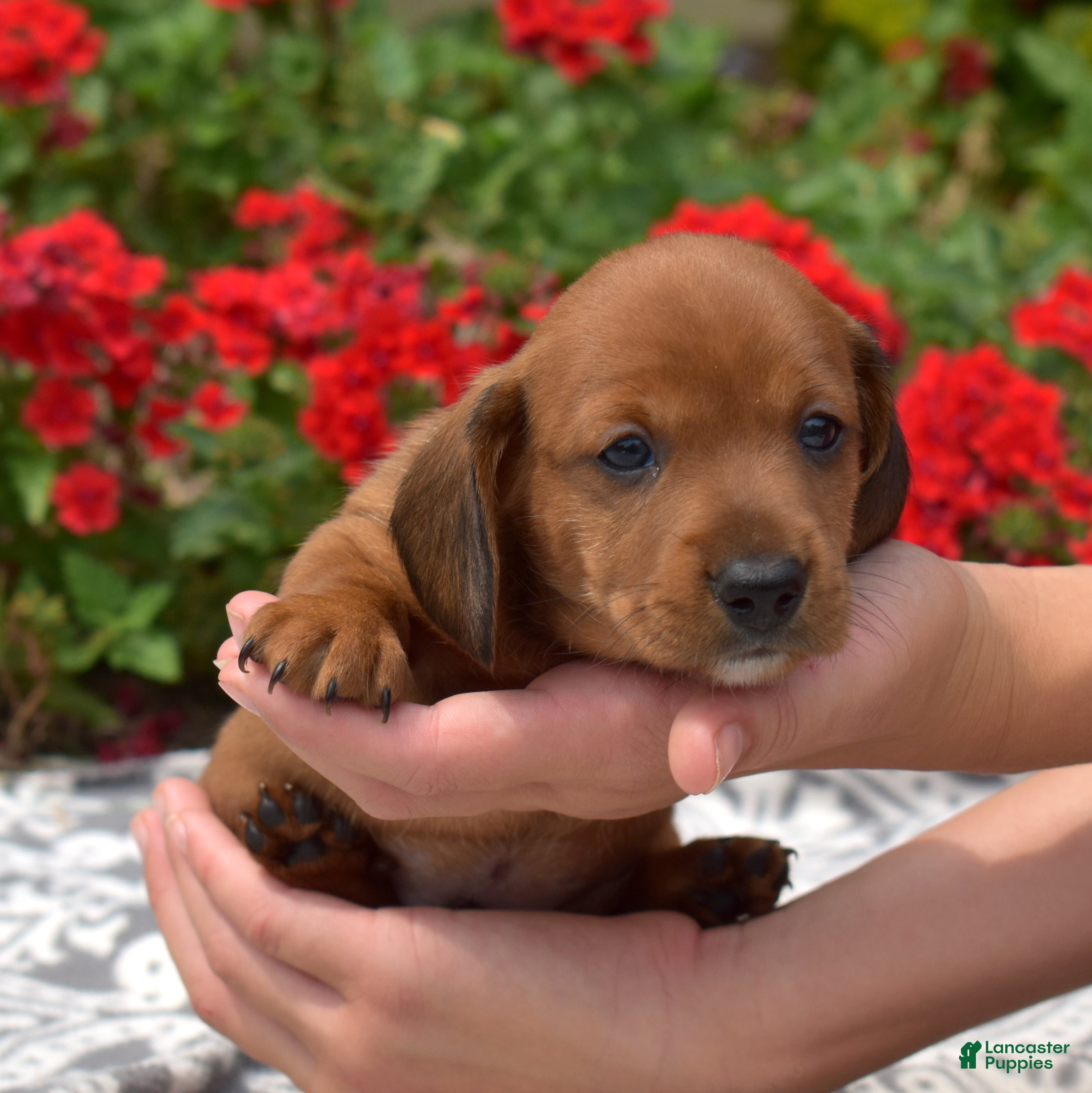 Miniature Dachshund dogs Galaxy - Ad 2