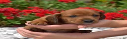 Miniature Dachshund dogs for sale: Galaxy - Ad 2