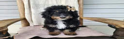 Mini Bernedoodle dogs for sale: Karly - Ad 5