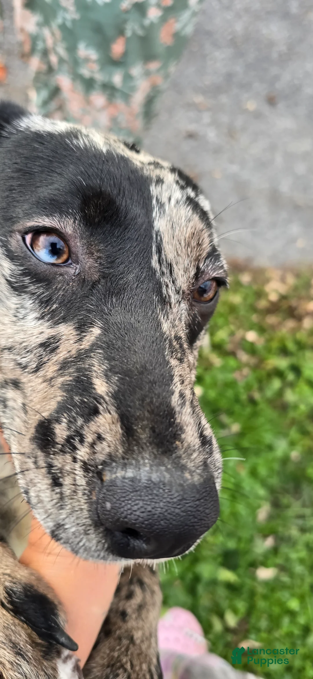 Mixed Breed dogs for sale: Gal - Ad 4