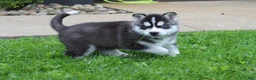 Siberian Husky dogs for sale: Bingo - Ad 6
