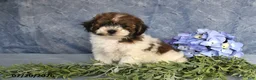 Havapoo dogs for sale: Candy Cane - Ad 5
