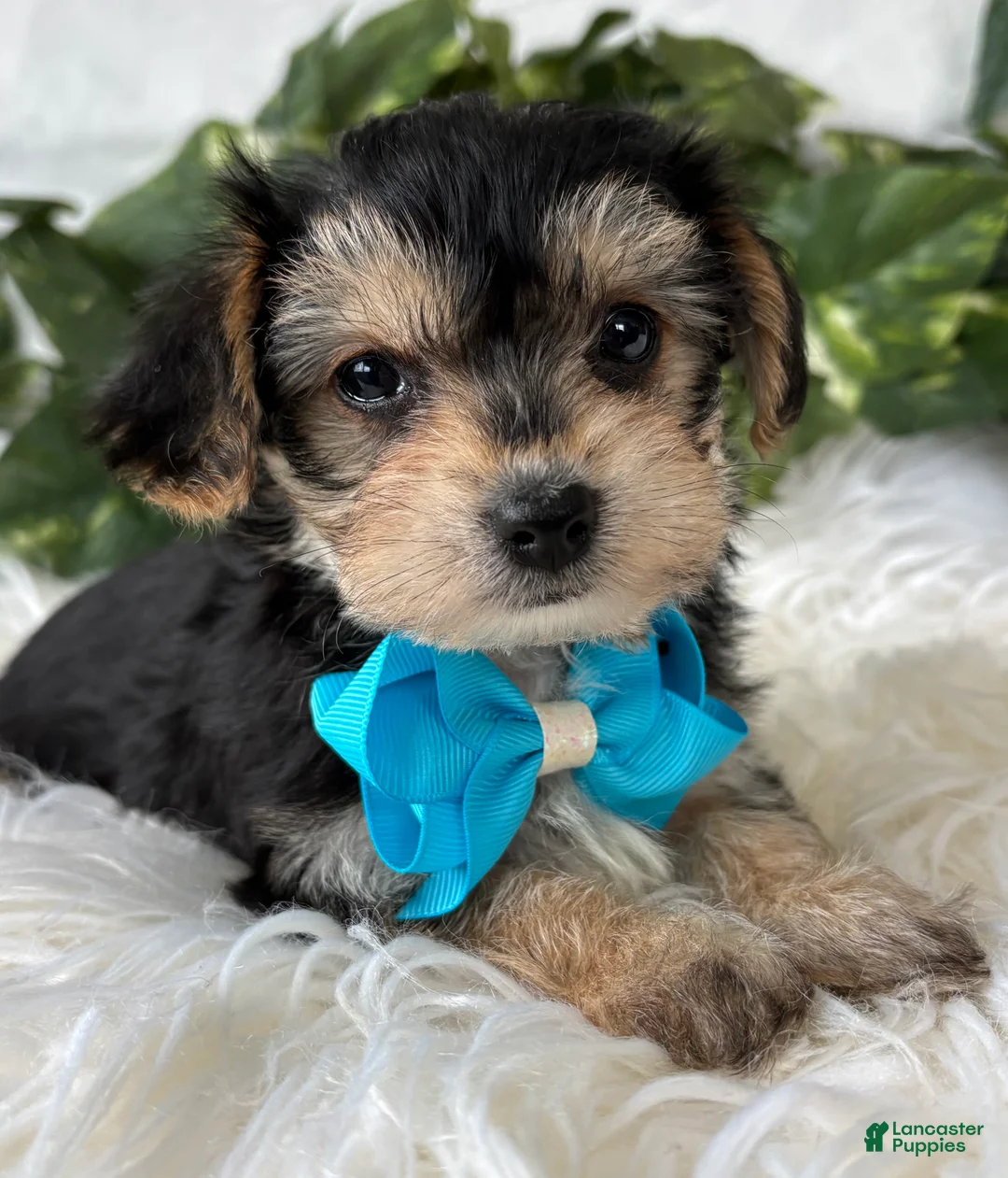 Morkie dogs for sale: Preston - Ad 16