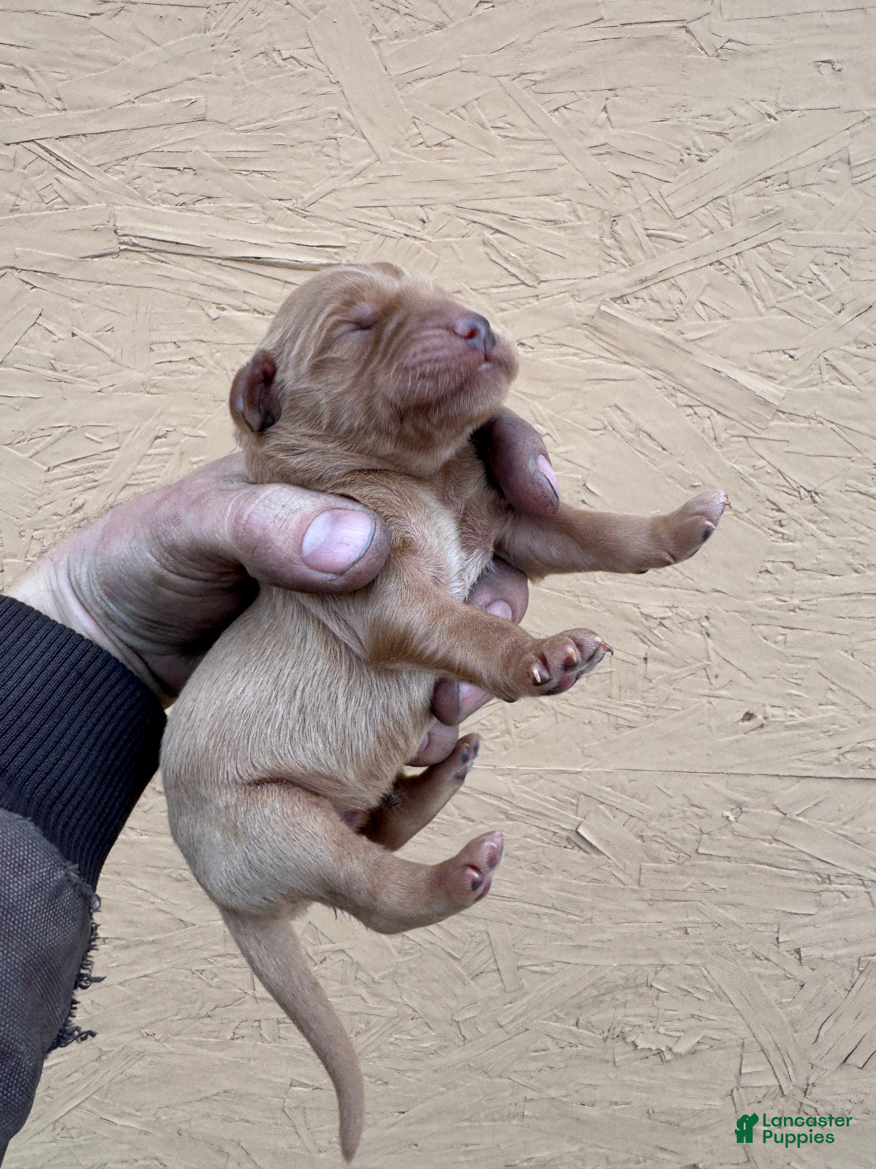 Golden Retriever dogs Tom - AKC, Genetically Clear - Ad 3