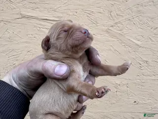 Golden Retriever dogs Tom - AKC, Genetically Clear - Ad 3