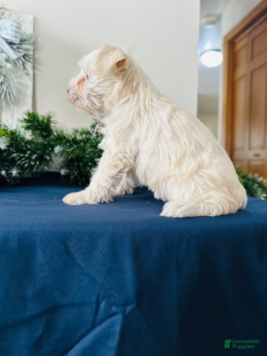 Miniature Schnauzer dogs for sale: Iris - Ad 9