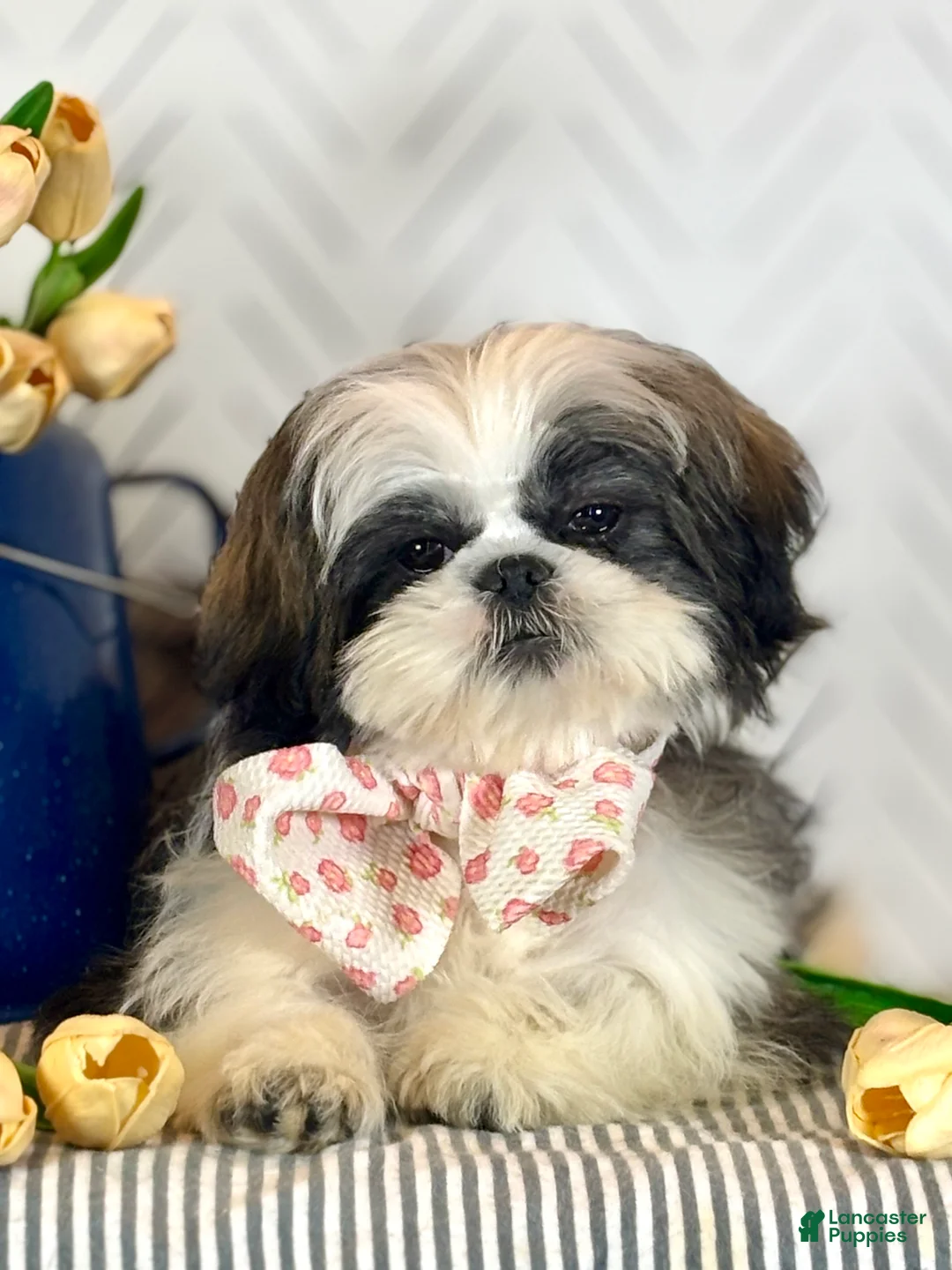Shih Tzu dogs for sale: Carols - Ad 2
