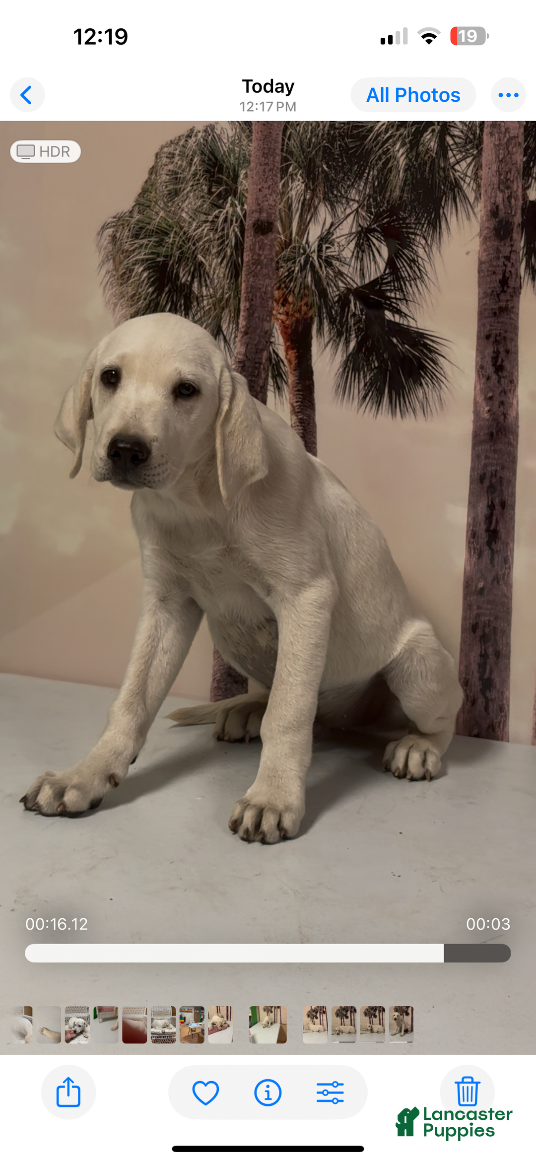 Labrador Retriever dogs for sale: Labrador Retriever Chester - Ad 35