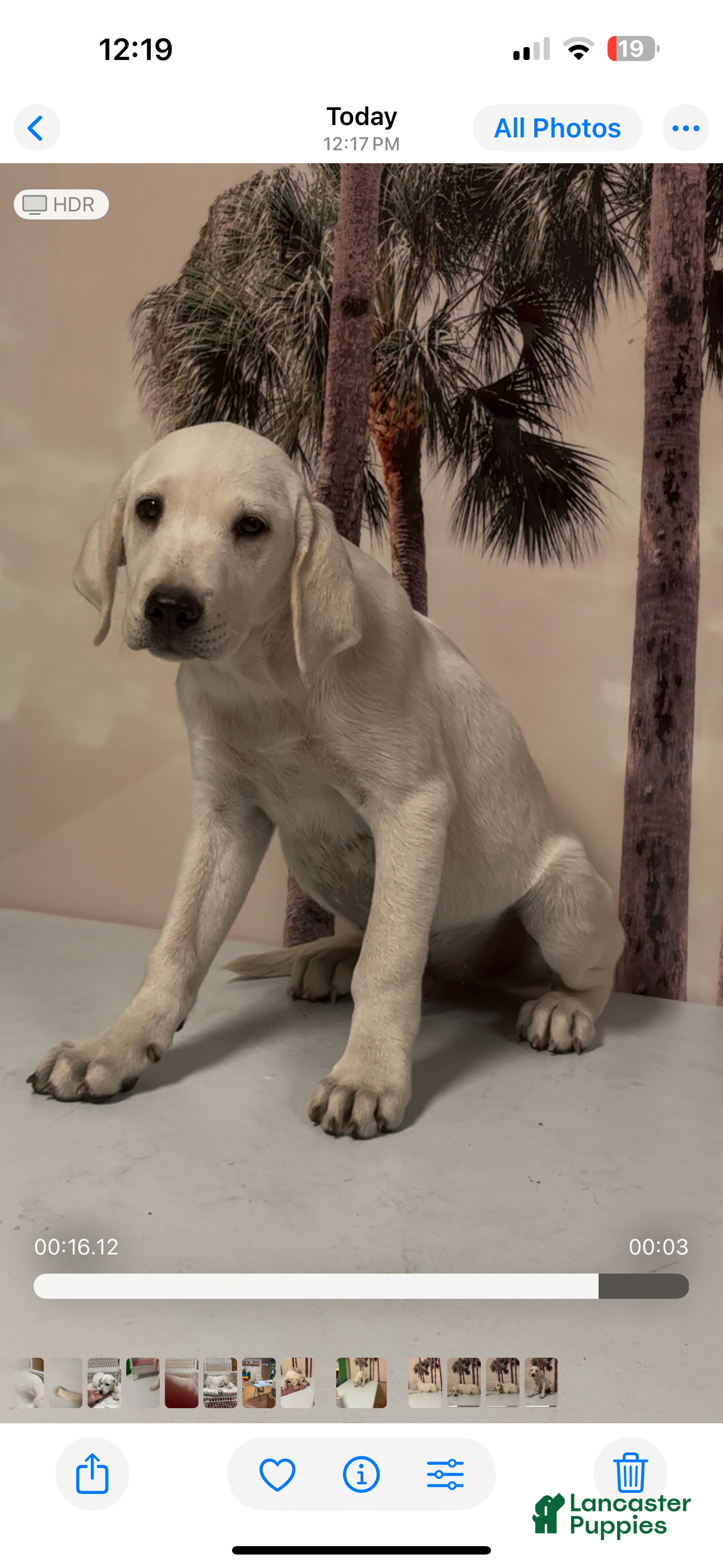 Labrador Retriever dogs for sale: Labrador Retriever Jackie - Ad 38