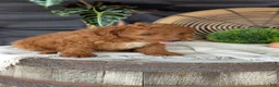 Cavapoo dogs for sale: Mason - Ad 6