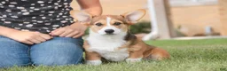 Welsh Corgi Pembroke dogs for sale: Ramona - Ad 3