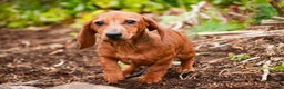 Miniature Dachshund dogs for sale: Rory - Ad 4