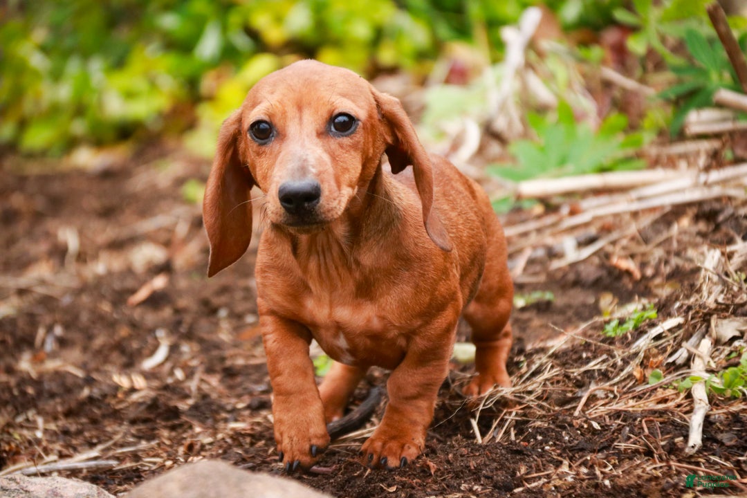 Miniature Dachshund dogs for sale: Rory - Ad 4