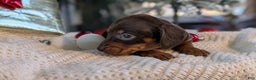 Miniature Dachshund dogs for sale: Flint - Ad 9