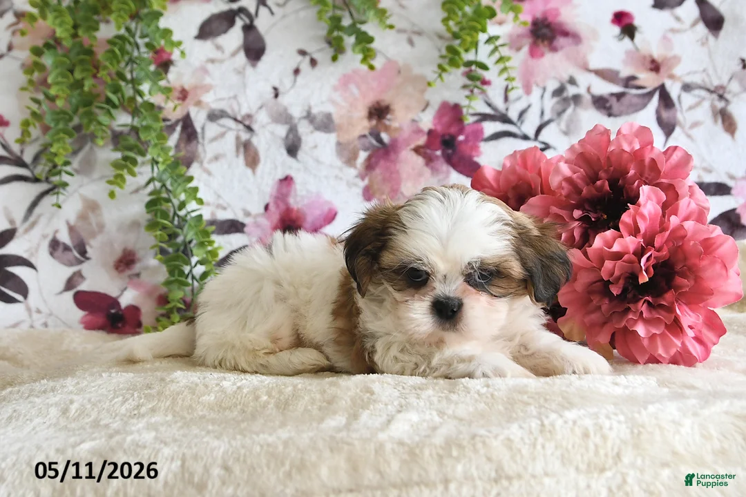 Shih Tzu dogs for sale: Alex - Ad 2