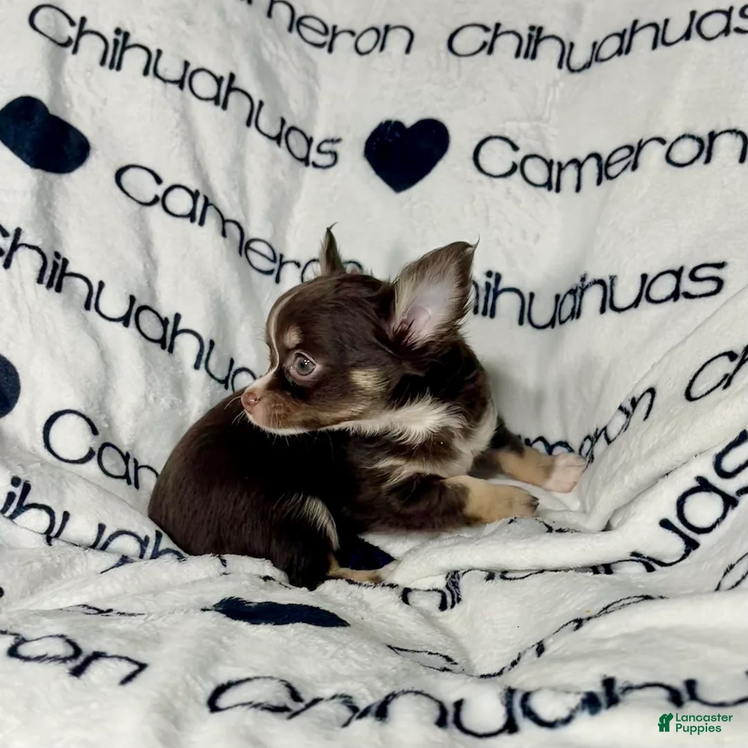 Chihuahua dogs for sale: Addison Chocolate Tri LC - Ad 7