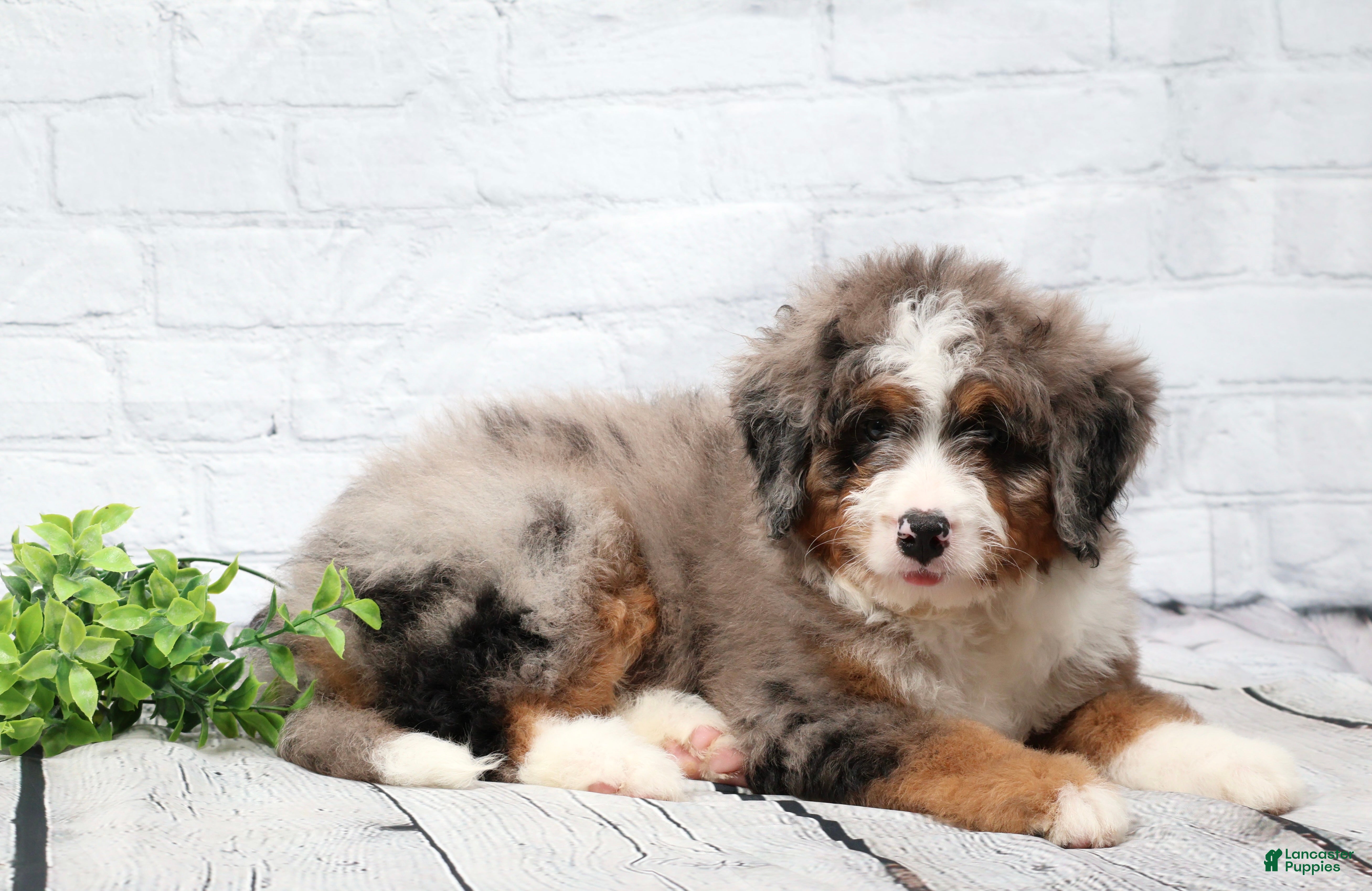 Mini Bernedoodle dogs Fido - Ad 2
