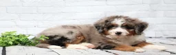 Mini Bernedoodle dogs for sale: Fido - Ad 6