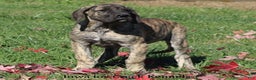 Great Dane dogs for sale: Great Dane Puppy 1 - Ad 7