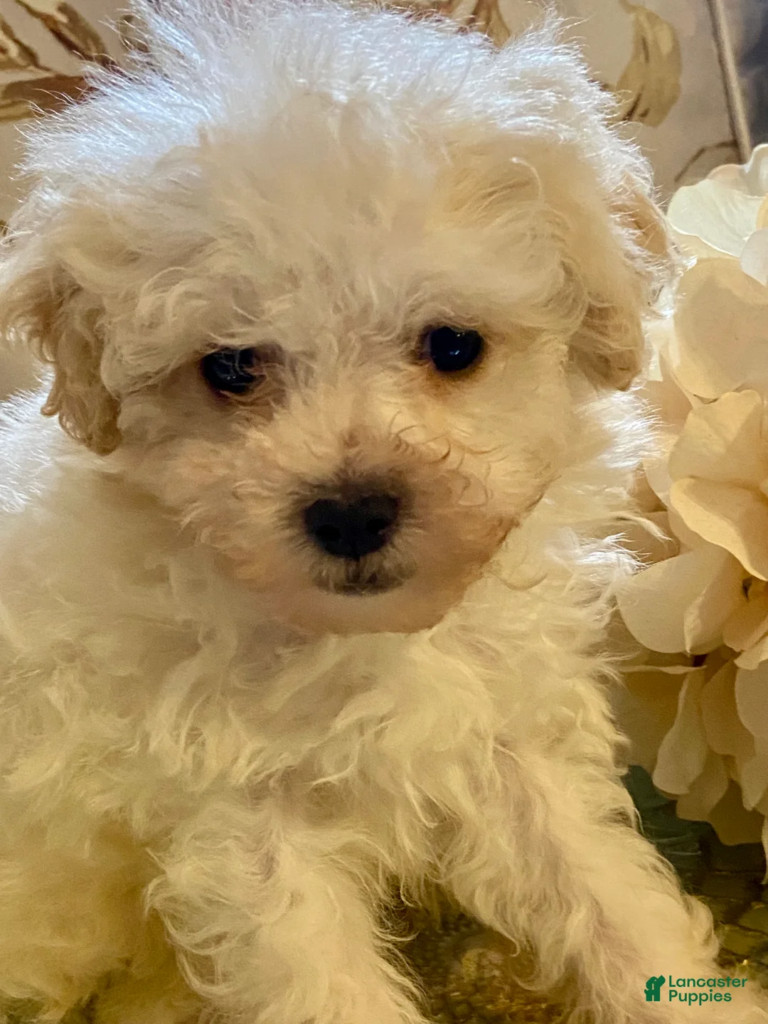 Pomapoo dogs for sale: Pomapoo 1 - Ad 2