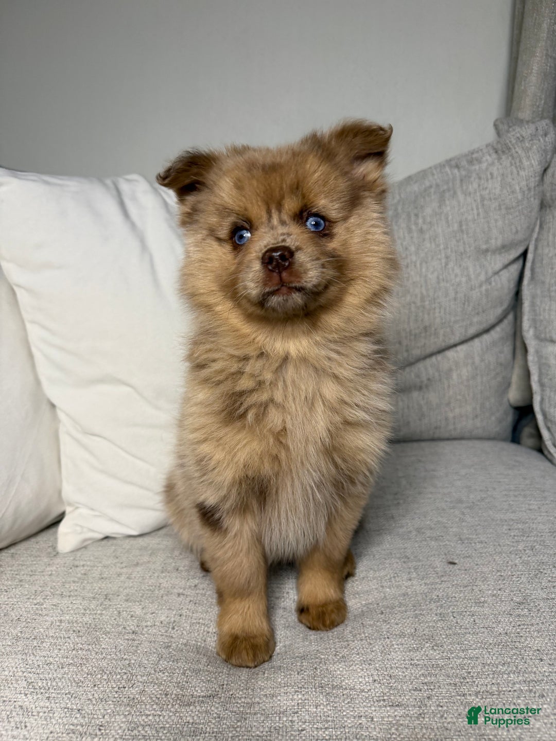 Pomsky dogs for sale: Remi - Ad 11