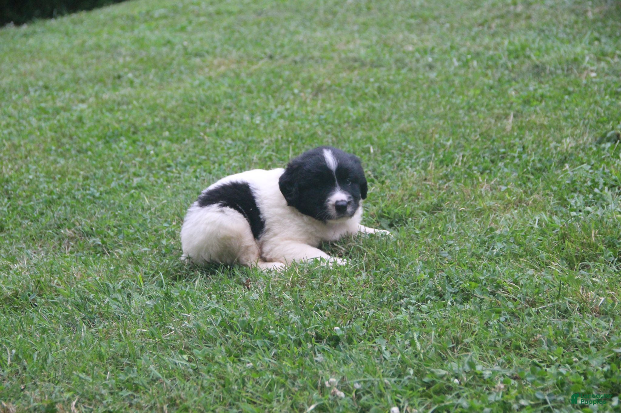 Mixed Breed dogs Mike - Ad 2