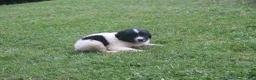 Mixed Breed dogs for sale: Mike - Ad 2