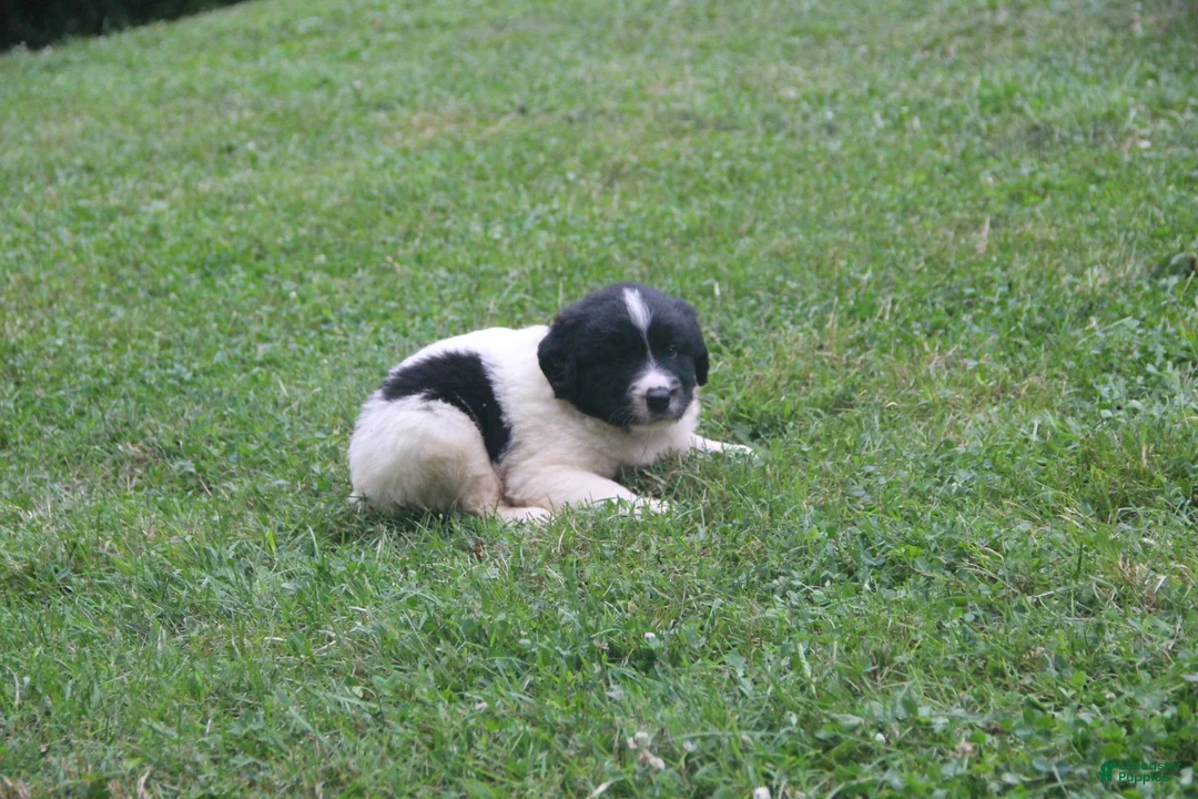 Mixed Breed dogs for sale: Mike - Ad 2
