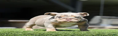 English Bulldog Puppy 3