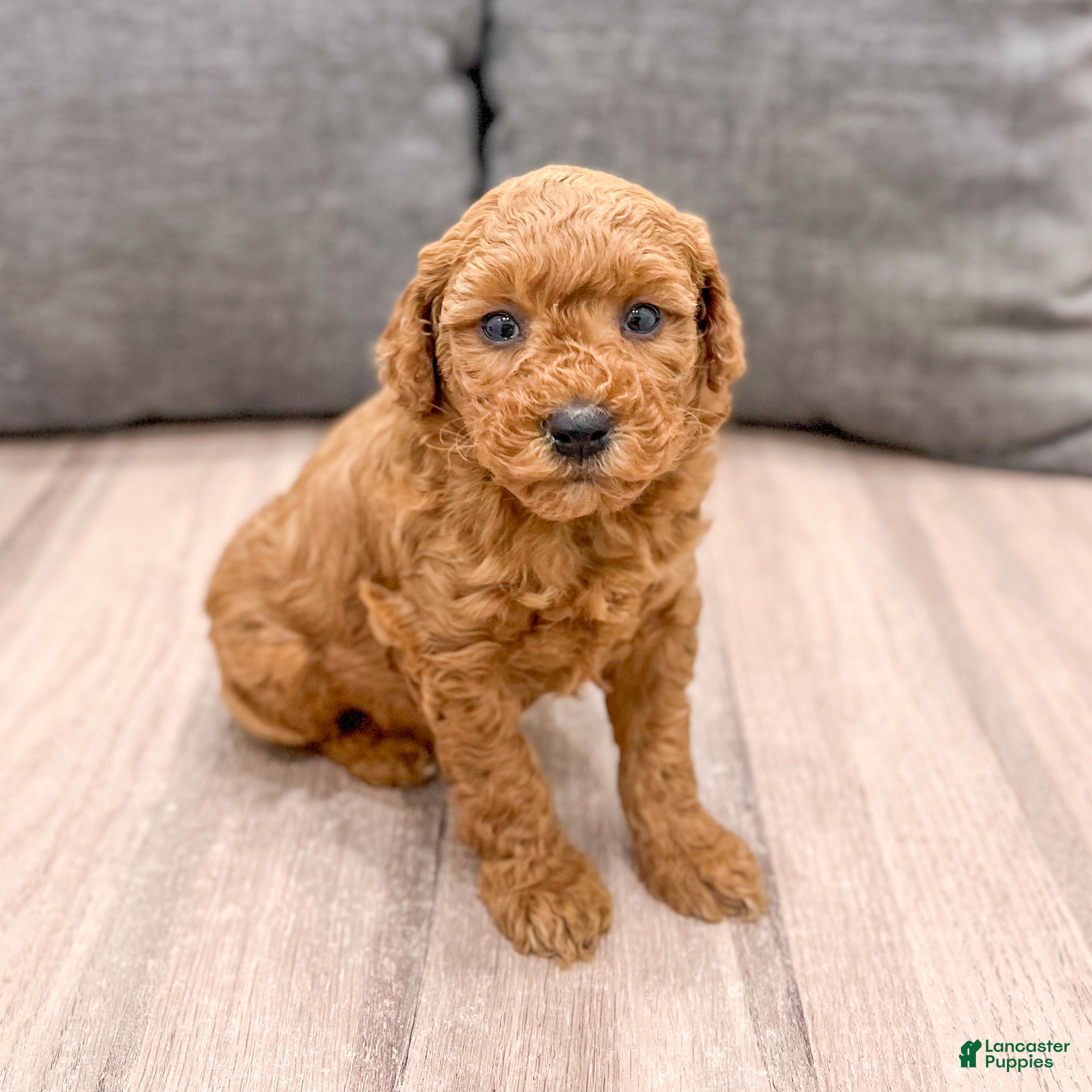 Mini Goldendoodle dogs Misty - Ad 11