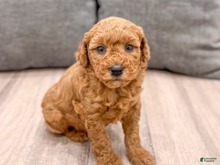 Mini Goldendoodle dogs Misty - Ad 11