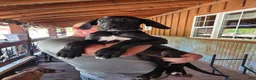 Great Dane dogs for sale: Great Dane 5 - Ad 4