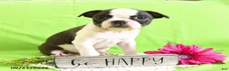 Boston Terrier dogs for sale: Derrik - Ad 5