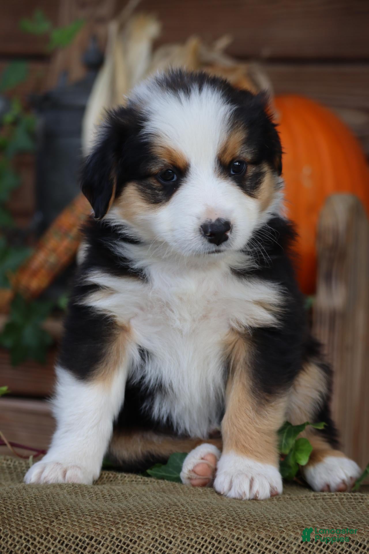 Miniature Australian Shepherd dogs for sale: Tenor - Ad 1