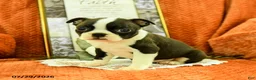 Boston Terrier dogs for sale: Zoe - Ad 4