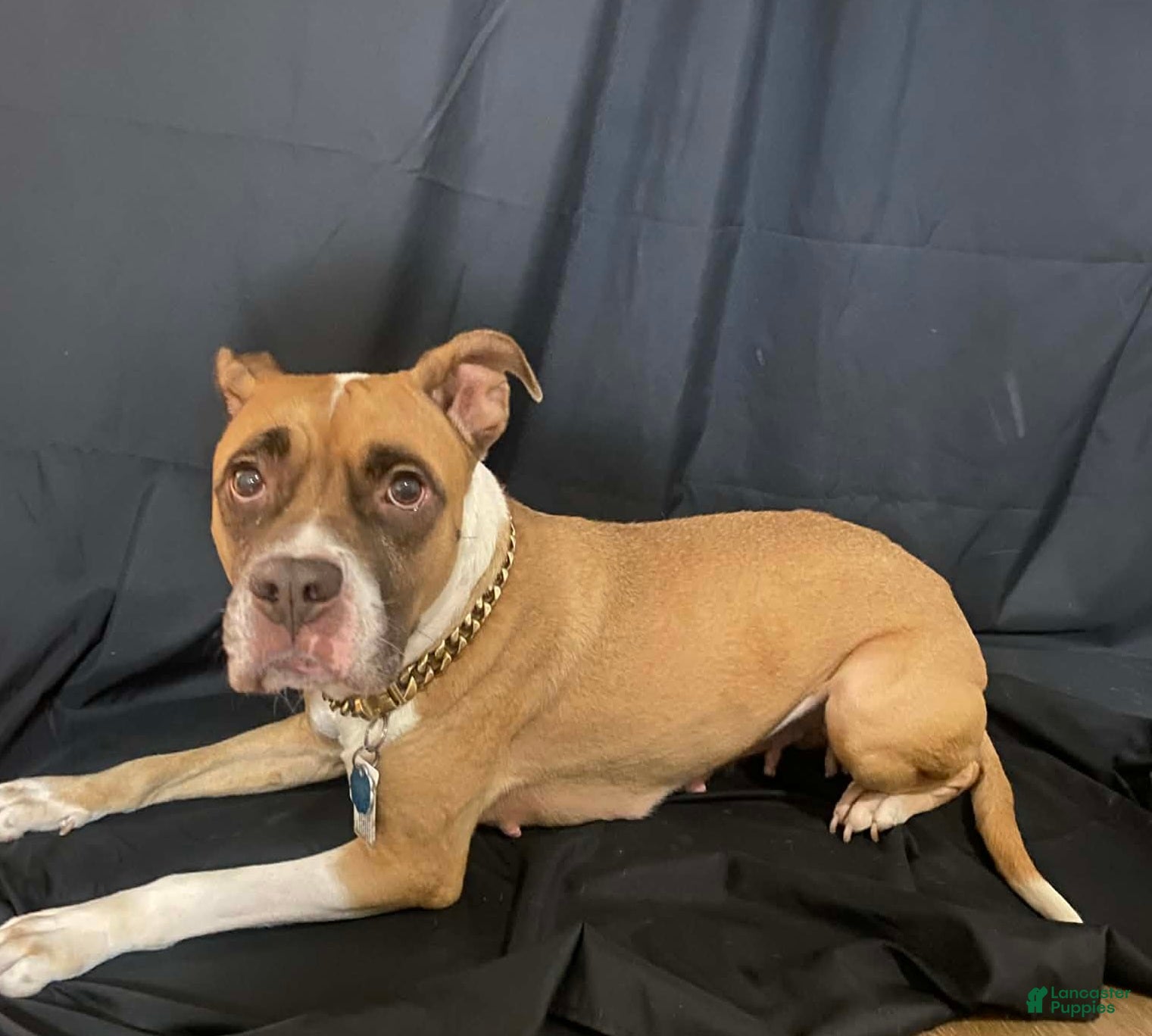 Mixed Breed dogs Gucci Mon - Ad 2