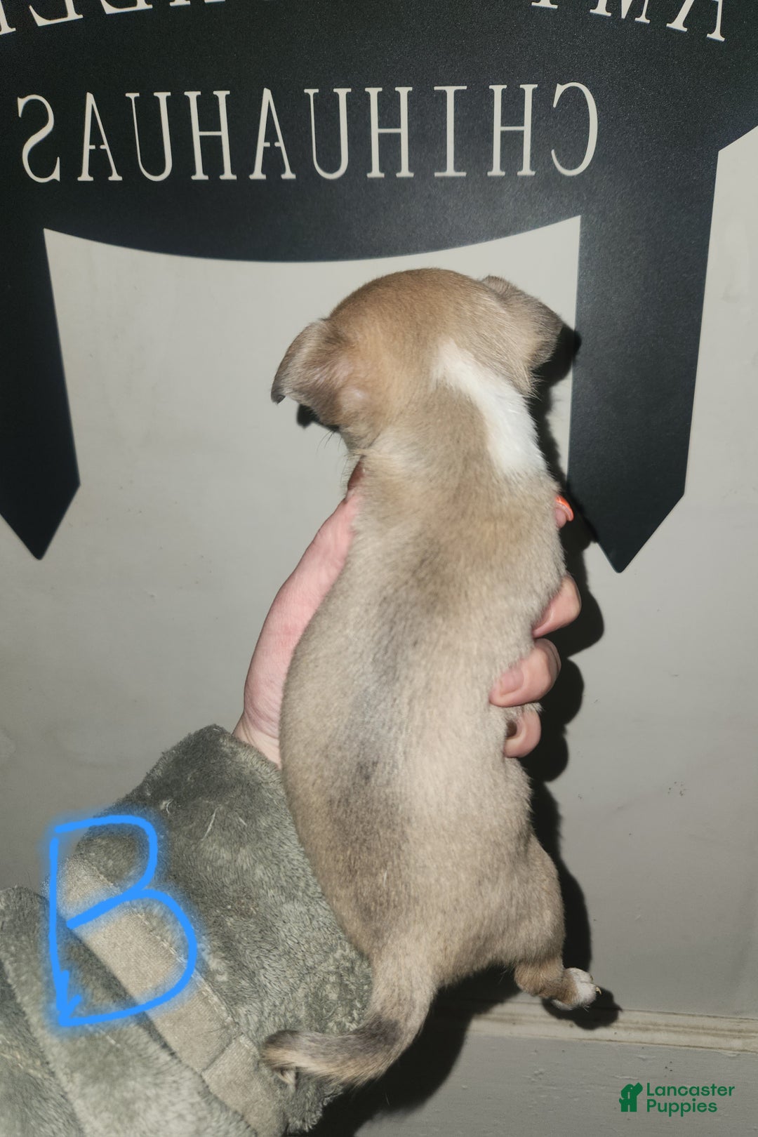 Chihuahua dogs for sale: Black  - Ad 2