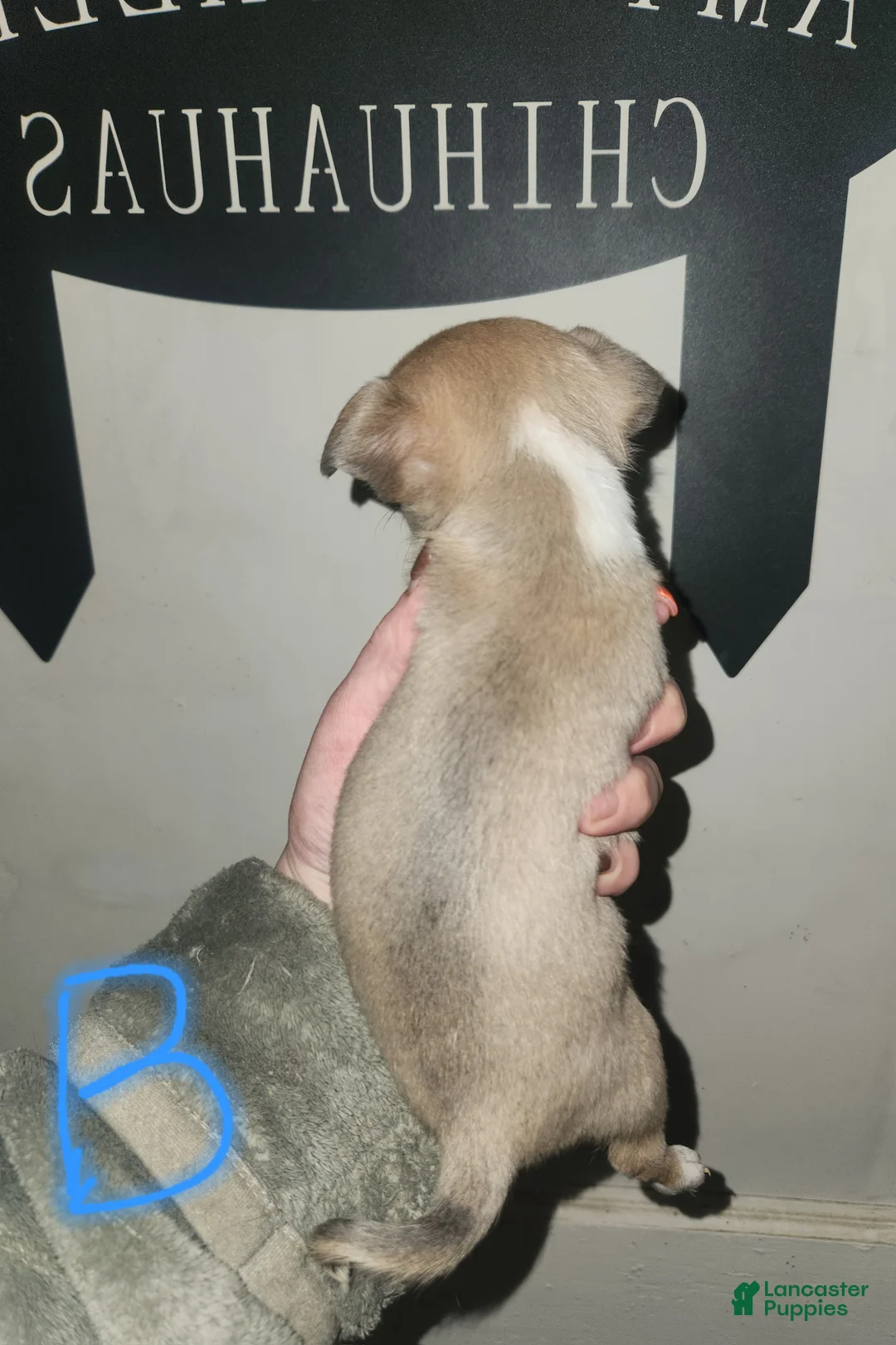 Chihuahua dogs for sale: Black  - Ad 2