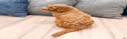 Mini Goldendoodle dogs for sale: Isabella - Ad 4
