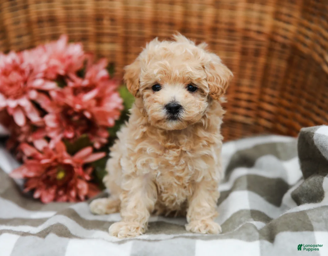 Maltipoo dogs for sale: Candy - Ad 2